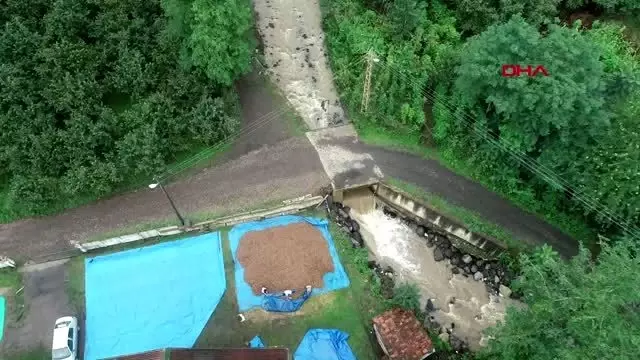 Ordu'da sağanak fındığı vurdu