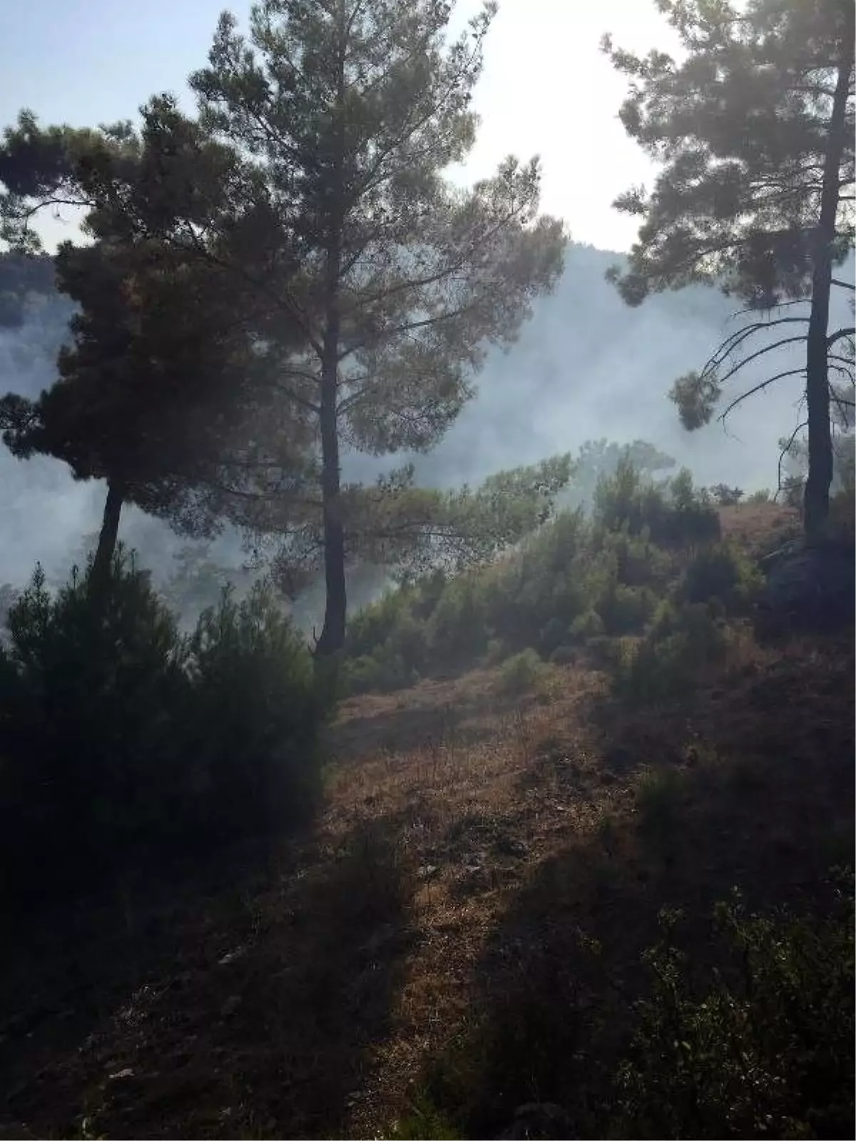 Serik'te 10 hektar orman alanı zarar gördü