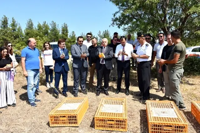 Tekirdağ'da 500 keklik doğaya salındı Tekirdağ'da 500 keklik doğaya salındı
