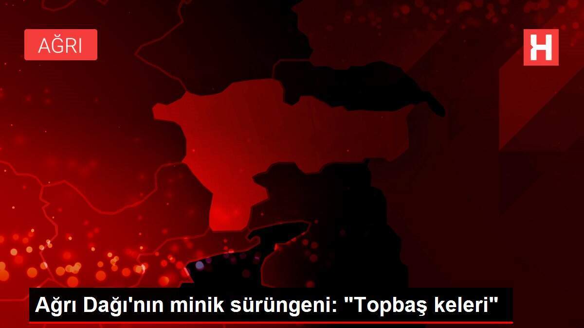 Ağrı Dağı'nın minik sürüngeni: 'Topbaş keleri'
