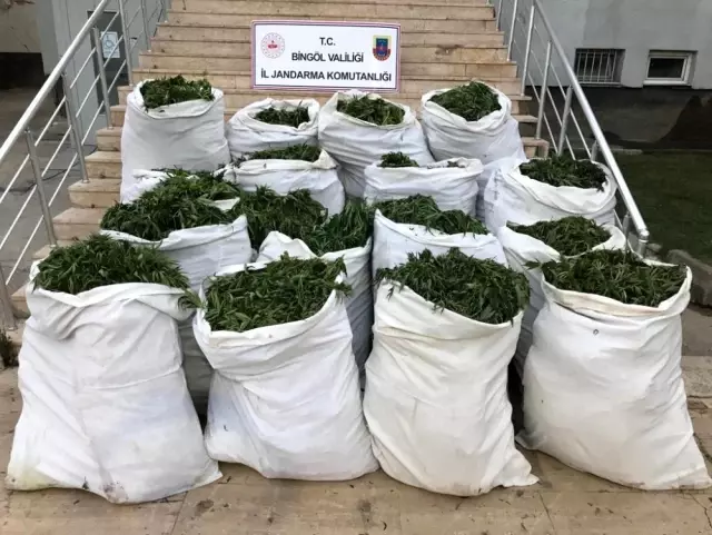 Bingöl'de 1 ton 280 kilo esrar ile 500 binden fazla Hint keneviri ele geçirildi