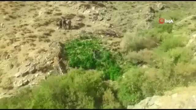 Bingöl'de 1 ton 280 kilo esrar ile 500 binden fazla hint keneviri geçirildi
