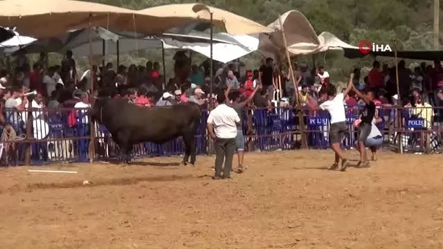 Boğalar 'eğitim' yararına güreşti
