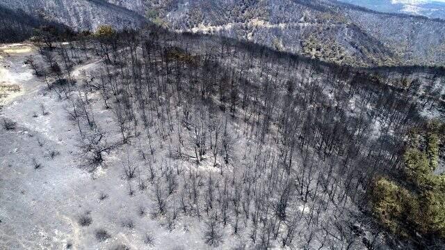 İzmir Büyükşehir Belediyesi, yangından 5 bin hektar alanın etkilendiğini açıkladı