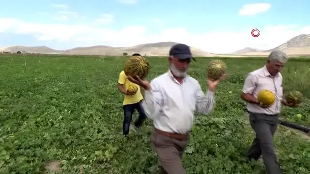 Karaman'da hasadı başlayan kavun üreticinin yüzünü güldürüyor Karaman'da hasadı başlayan kavun üreticinin yüzünü güldürüyor