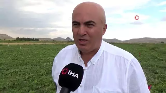Karaman'da hasadı başlayan kavun üreticinin yüzünü güldürüyor Karaman'da hasadı başlayan kavun üreticinin yüzünü güldürüyor