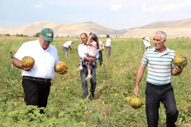 Karaman'da hasadı başlayan kavun üreticinin yüzünü güldürüyor Karaman'da hasadı başlayan kavun üreticinin yüzünü güldürüyor