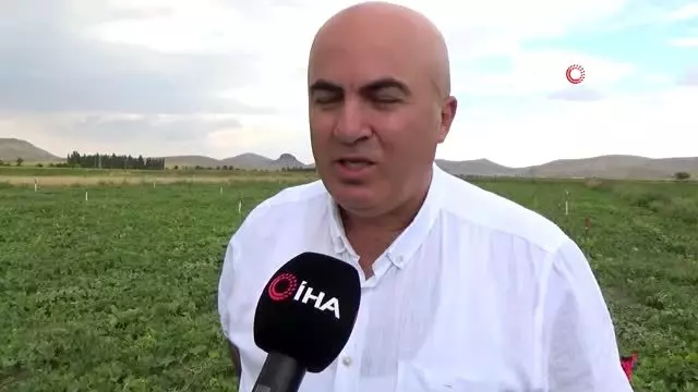 Karaman'da hasadı başlayan kavun üreticinin yüzünü güldürüyor Karaman'da hasadı başlayan kavun üreticinin yüzünü güldürüyor