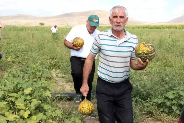 Karaman'da hasadı başlayan kavun üreticinin yüzünü güldürüyor Karaman'da hasadı başlayan kavun üreticinin yüzünü güldürüyor