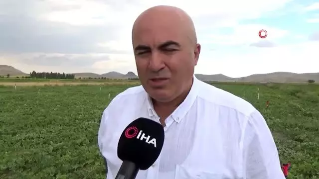 Karaman'da hasadı başlayan kavun üreticinin yüzünü güldürüyor Karaman'da hasadı başlayan kavun üreticinin yüzünü güldürüyor