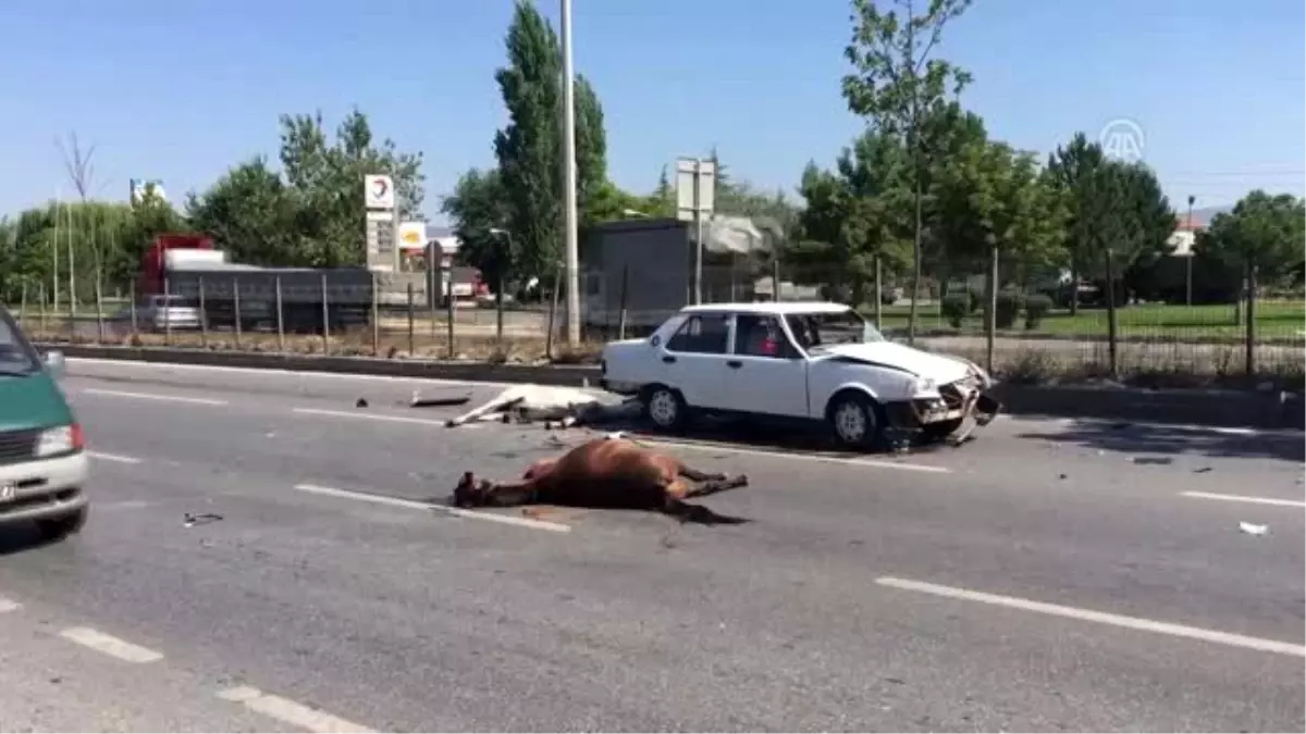 Otomobilin çarptığı başıboş iki at telef oldu