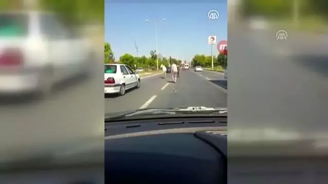 Otomobilin çarptığı başıboş iki at telef oldu (2)