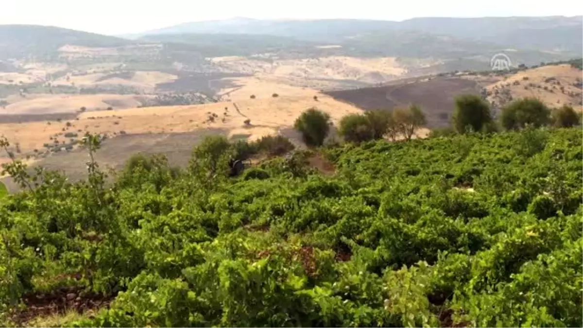 'Peygamber üzümü'nde hasat zamanı