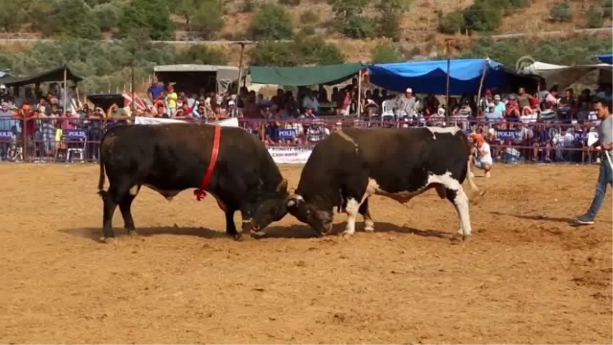 20. Akkaya Boğa Güreşleri