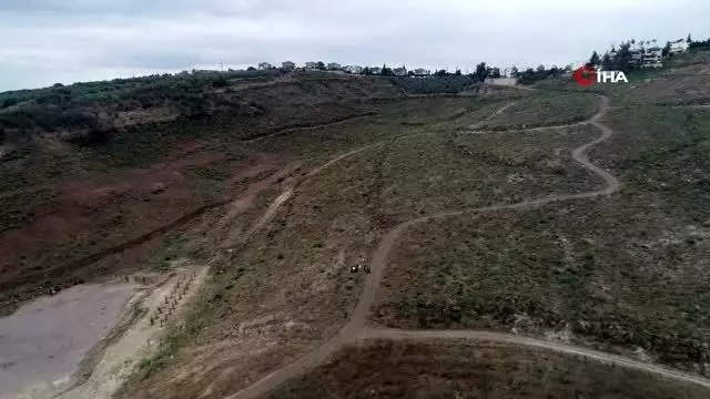 Bir metrekaresi imara açılmadı... 47 bin fidan boy vermeye başladı Bir metrekaresi imara açılmadı... 47 bin fidan boy vermeye başladı