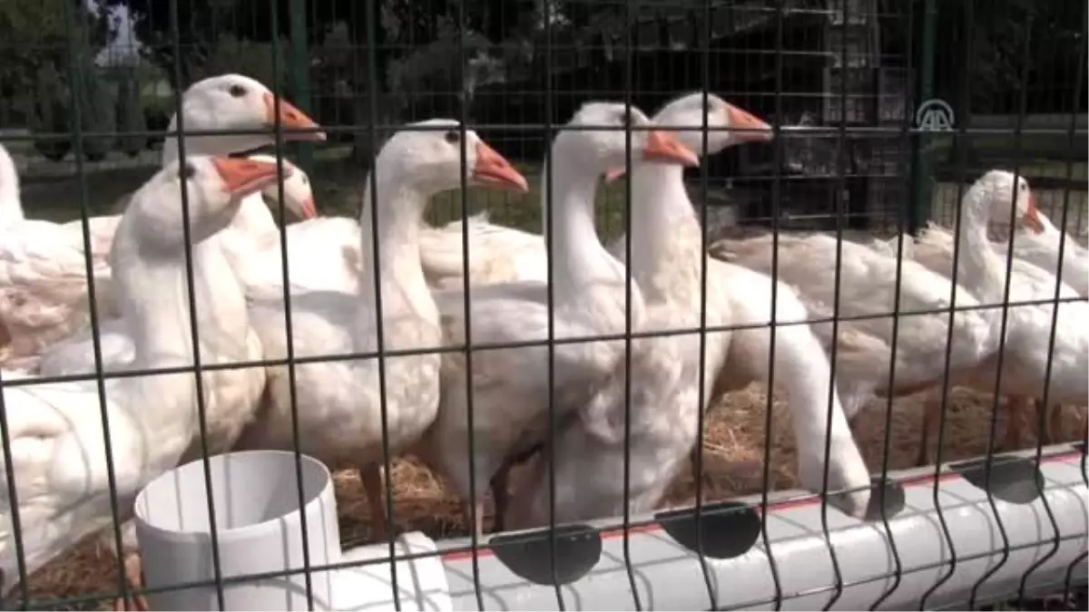 Çiftçilerin yüzü kazla güldü - ORDU