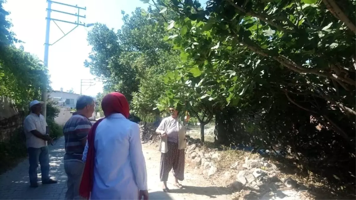 Efeler'de ilek ağaçları incelendi