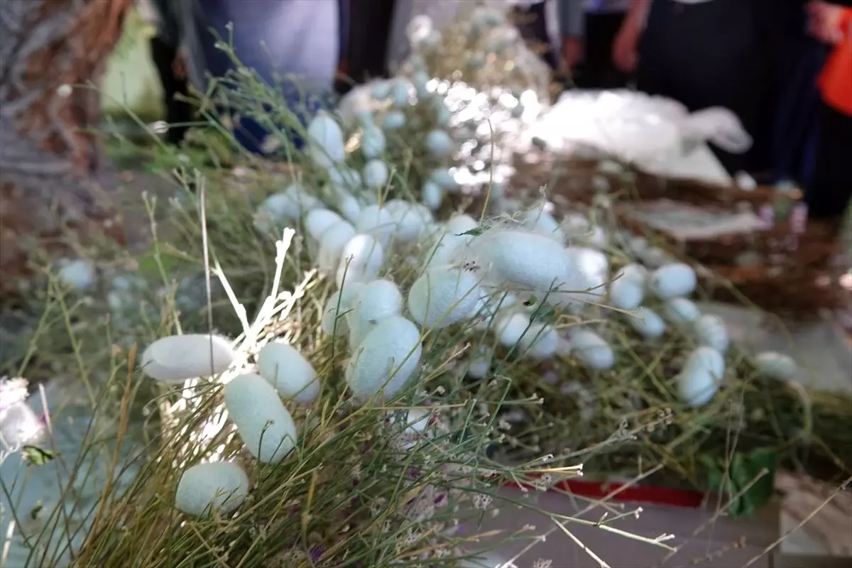 Elazığ'da, ipek böcekçiliğini geliştirme çalışması