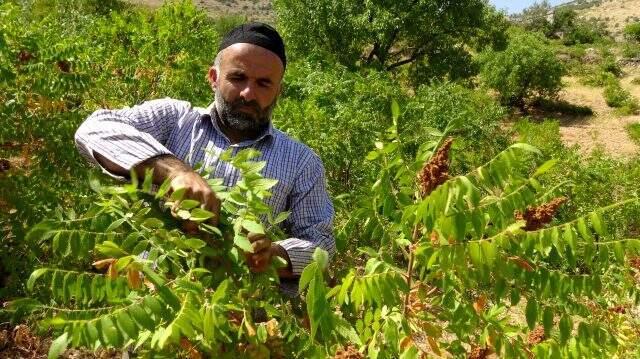 Gercüş'te sumak hasadı başladı! Kilosu 15 lira
