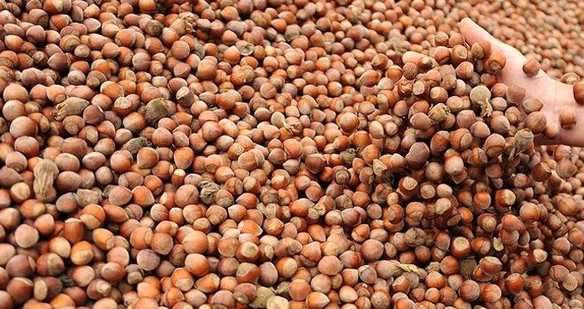 Giresun'da serbest piyasada fındık sezona 16,50 liradan başladı