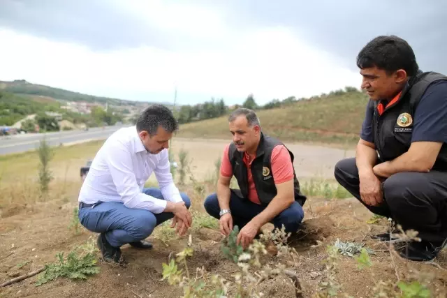 (Özel) Bir metrekaresi imara açılmadı... 47 bin fidan boy vermeye başladı (Özel) Bir metrekaresi imara açılmadı... 47 bin fidan boy vermeye başladı