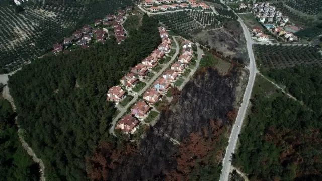 (Özel) Bir metrekaresi imara açılmadı... 47 bin fidan boy vermeye başladı (Özel) Bir metrekaresi imara açılmadı... 47 bin fidan boy vermeye başladı