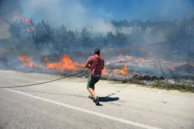 (Özel) Bir metrekaresi imara açılmadı... 47 bin fidan boy vermeye başladı (Özel) Bir metrekaresi imara açılmadı... 47 bin fidan boy vermeye başladı