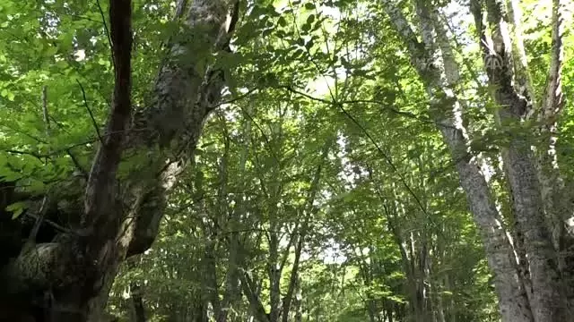 Yarasalar arasında 'evet' dediler Yarasalar arasında 'evet' dediler