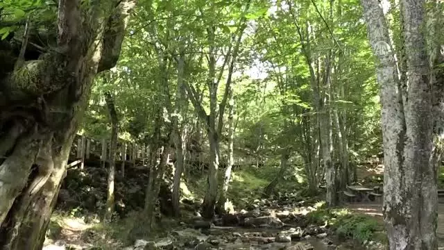 Yarasalar arasında 'evet' dediler Yarasalar arasında 'evet' dediler