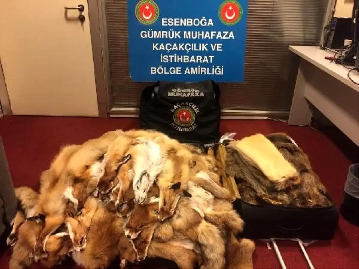 Esenboğa havalimanı'nda kunduz ve tilki postları ele geçirildi