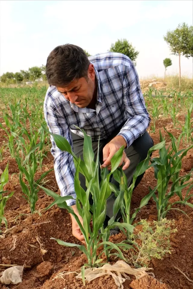 GAP'ın başkenti Şanlıurfa'da mısır atağı GAP'ın başkenti Şanlıurfa'da mısır atağı