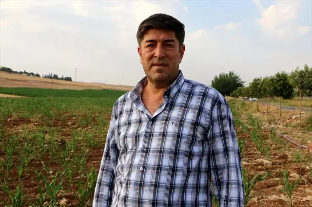 GAP'ın başkenti Şanlıurfa'da mısır atağı GAP'ın başkenti Şanlıurfa'da mısır atağı