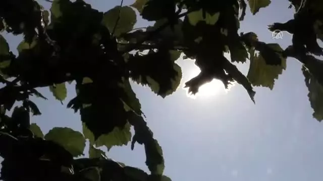 'Kahramanmaraş'ın Karadenizi'nde fındık hasadı 'Kahramanmaraş'ın Karadenizi'nde fındık hasadı