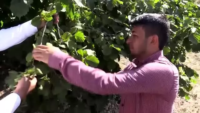 'Kahramanmaraş'ın Karadenizi'nde fındık hasadı 'Kahramanmaraş'ın Karadenizi'nde fındık hasadı