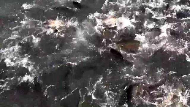 İhraç edilen her 3 alabalıktan biri Kayseri'den İhraç edilen her 3 alabalıktan biri Kayseri'den