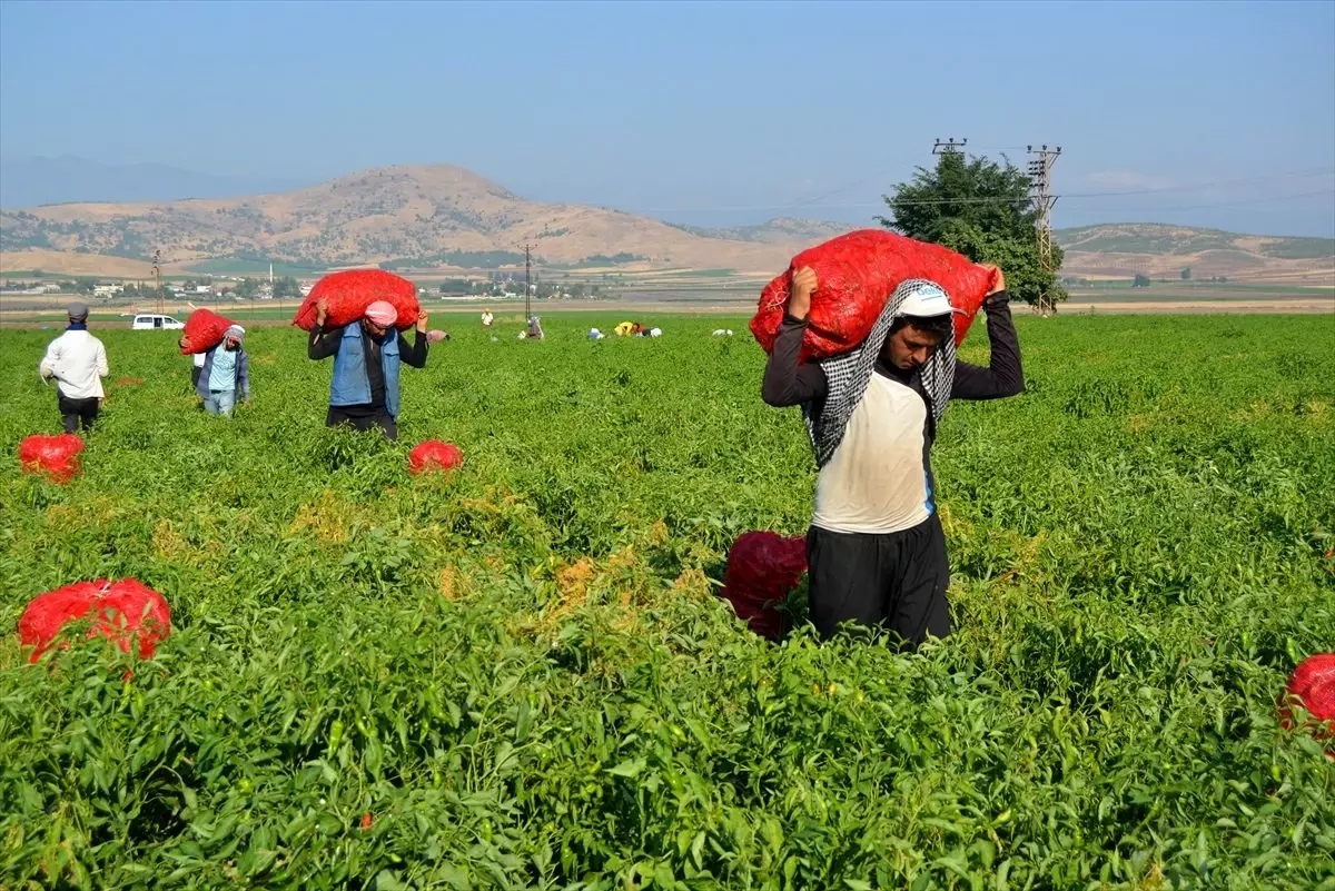 İslahiye Ovasında 'kırmızı altın' hasadına başlandı