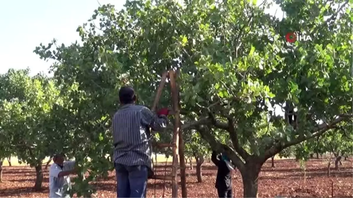 Kilis'te Antep fıstığı hasadına başlandı