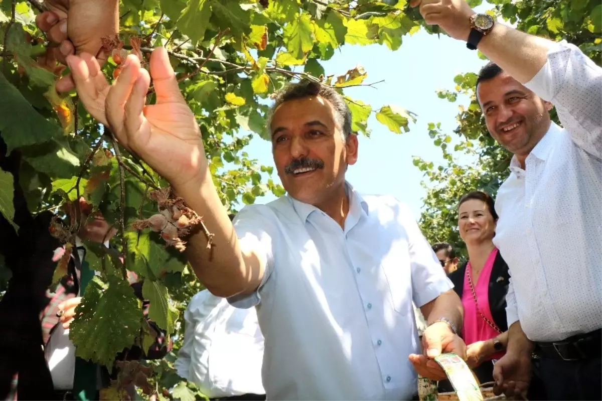 Samsun'da 137 bin ton fındık rekoltesi bekleniyor