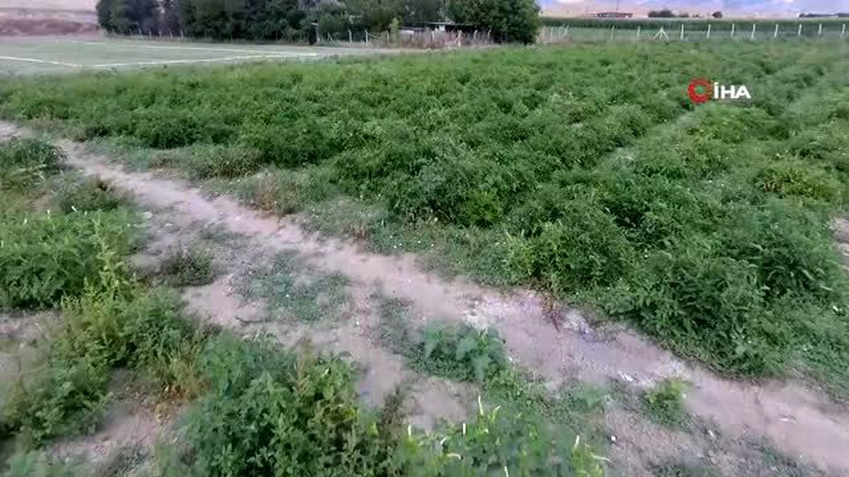 Bir asırlık tohumdan ürettiği Ayaş domatesi siparişine yetişemiyor