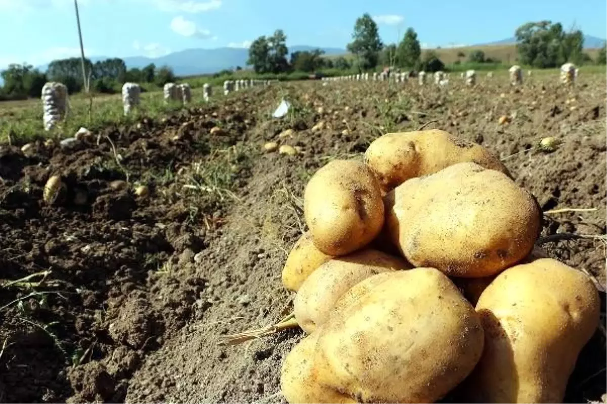 Bolu'da patates hasadı başladı