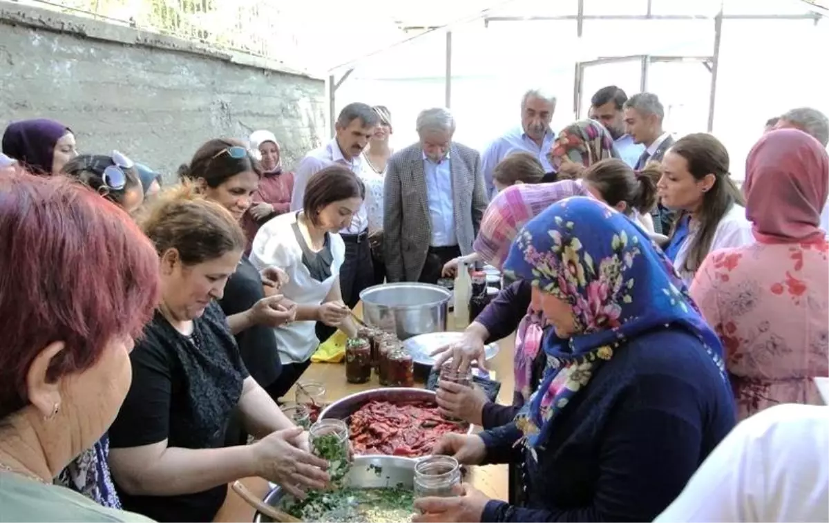 Doğanşehir'de kapya biber hasadı başladı