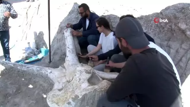 Kayseri'de 3 buçuk metre uzunluğunda 7 buçuk milyon yıllık 'Choerolophodon' fosili bulundu Kayseri'de 3 buçuk metre uzunluğunda 7 buçuk milyon yıllık 'Choerolophodon' fosili bulundu