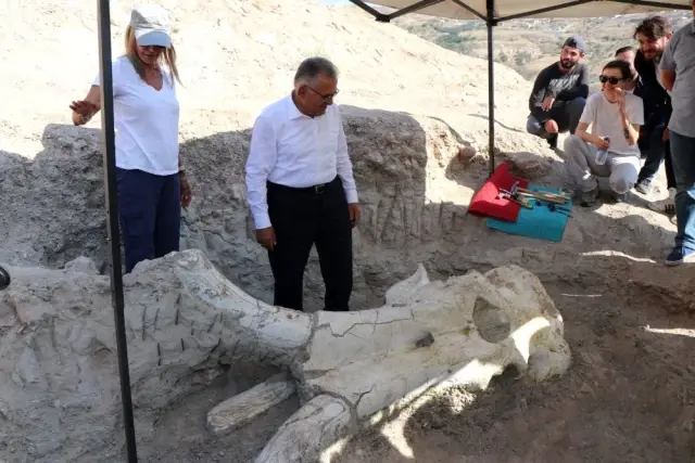 Kayseri'de 7 buçuk milyon yıllık 'Choerolophodon' fosili bulundu Kayseri'de 7 buçuk milyon yıllık 'Choerolophodon' fosili bulundu