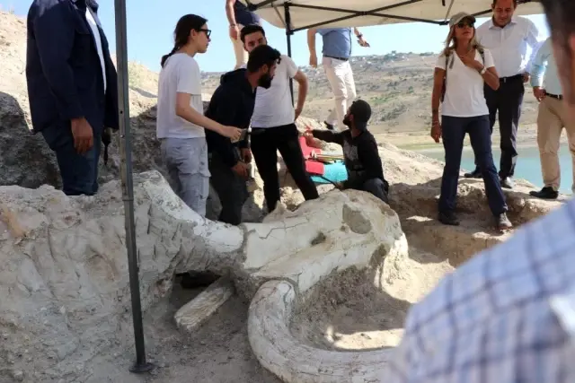 Kayseri'de 7 buçuk milyon yıllık 'Choerolophodon' fosili bulundu Kayseri'de 7 buçuk milyon yıllık 'Choerolophodon' fosili bulundu