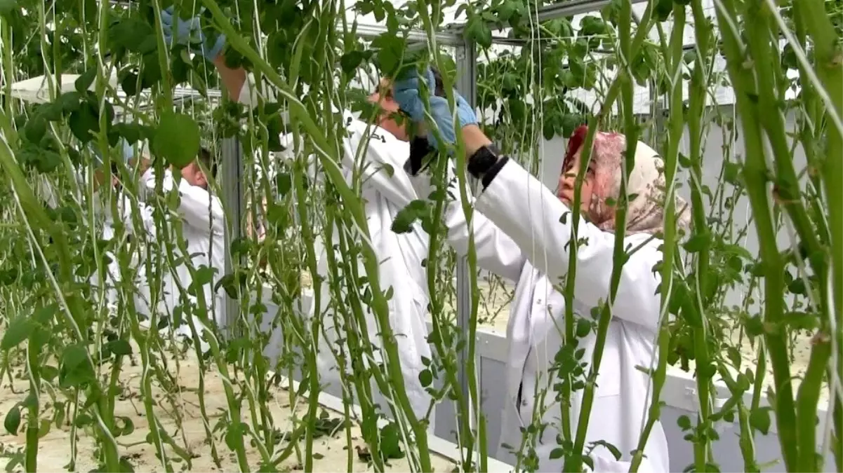 Niğde'de topraksız tarım bereketi