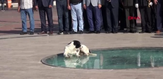Antalya 30 ağustos zafer bayramı töreninde sokak köpeği sürprizi
