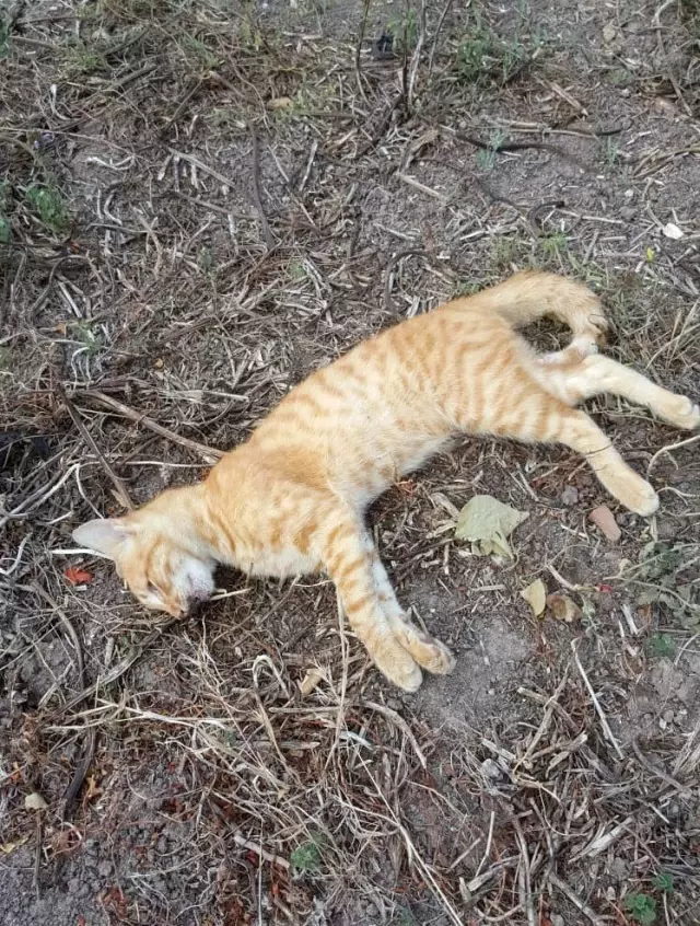 Bandırma�da kedi köpek katliamı Haberler