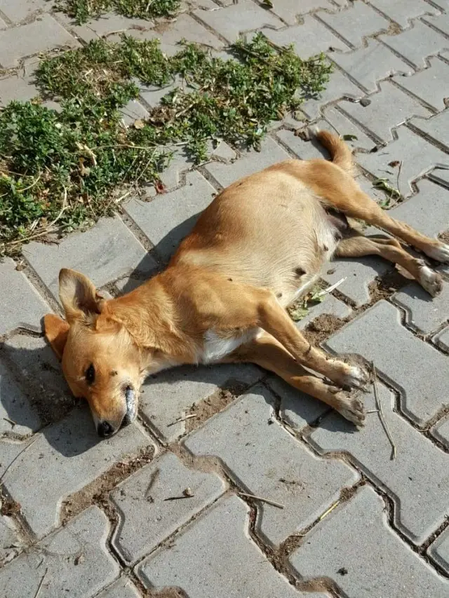 Bandırma�da kedi köpek katliamı Haberler