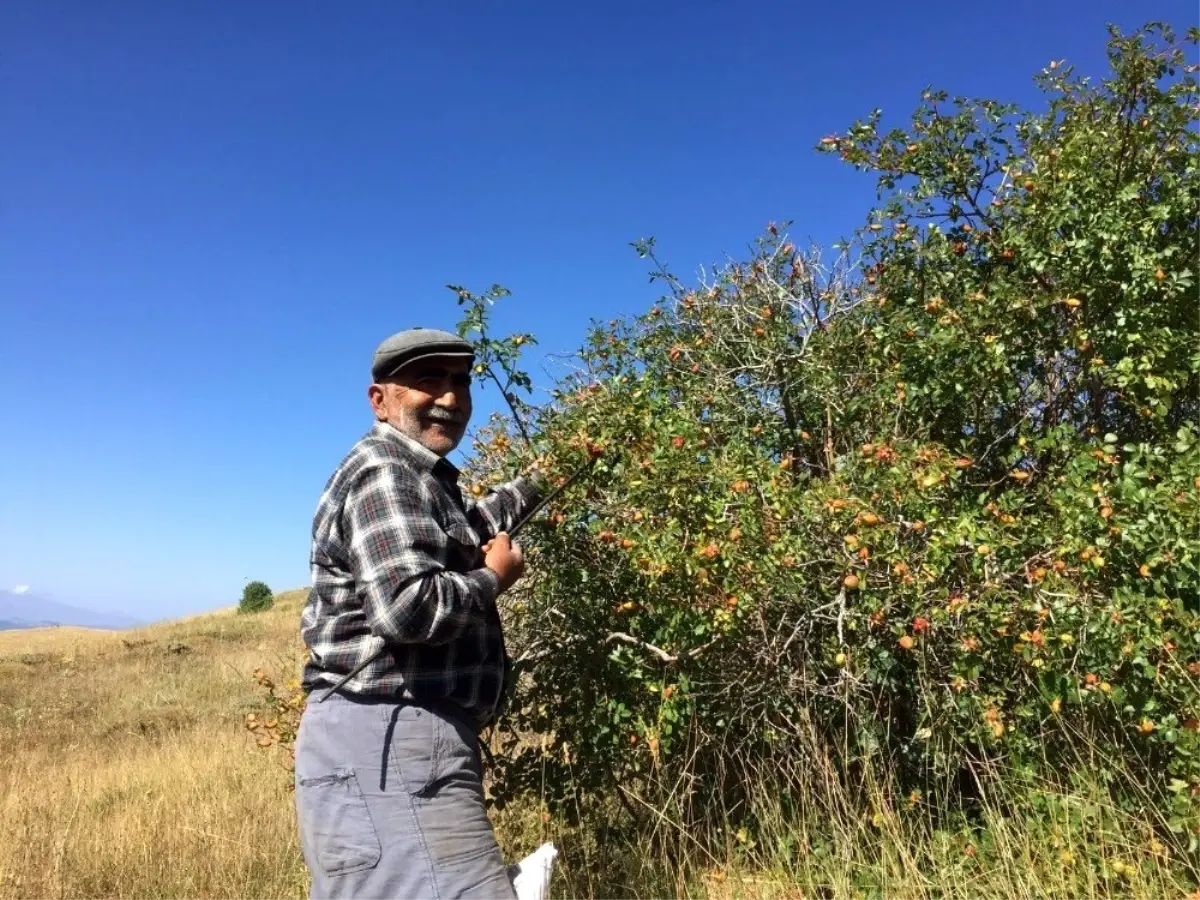 Sivas'ta kuşburnu hasadı