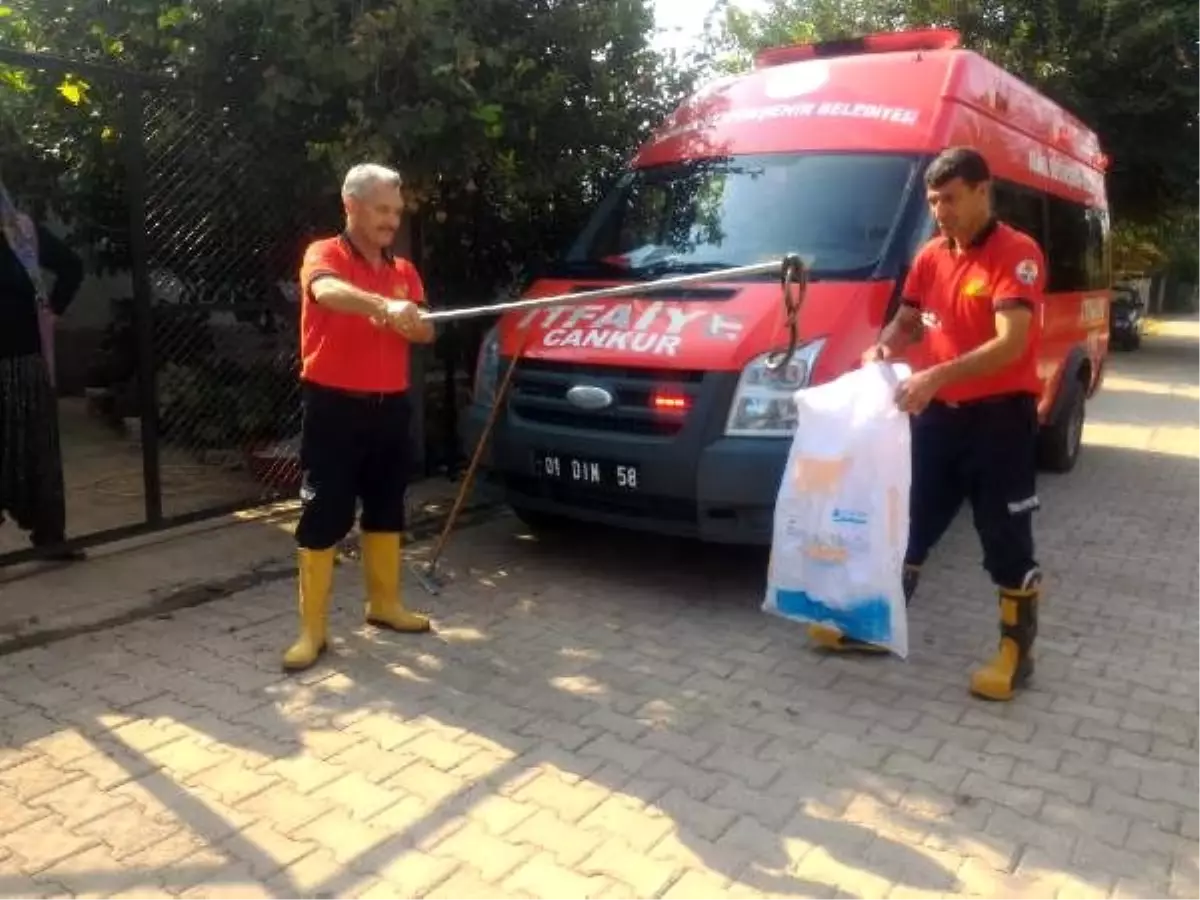 Evdeki yılan paniğe neden oldu